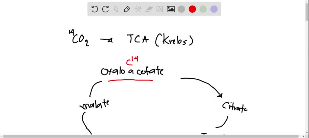 SOLVED: If 14CO2 (radioactive carbon) were incorporated into the TCA ...