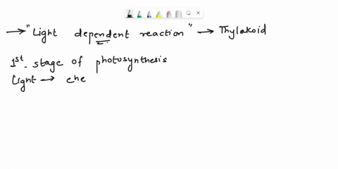 explain-the-light-dependent-reaction-in-the-thylakoid-04172