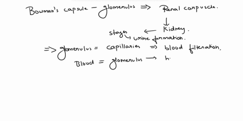 39-bowmans-capsule-glomerulus-is-known-as-renal-corpuscle-40-during-filtration-filtrate-moves-from-glomerulus-to-bowmans-capsule-41-blood-to-be-processed-is-brought-to-the-kidney-by-renal-ar-62444