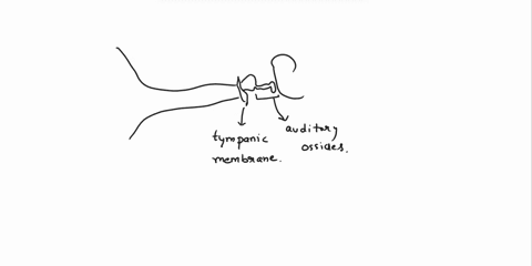t5-labeling-activitythe-coiled-ducts-of-the-cochlea-87945