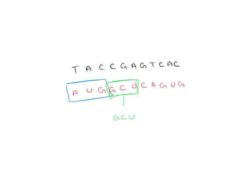 what-would-be-the-second-amino-acid-produced-by-the-dna-strand-tacc-gagtcac-g-hint-use-the-mrna-strand-you-already-coded-check-answer-value-what-would-be-the-third-amino-acid-produced-by-the-69362