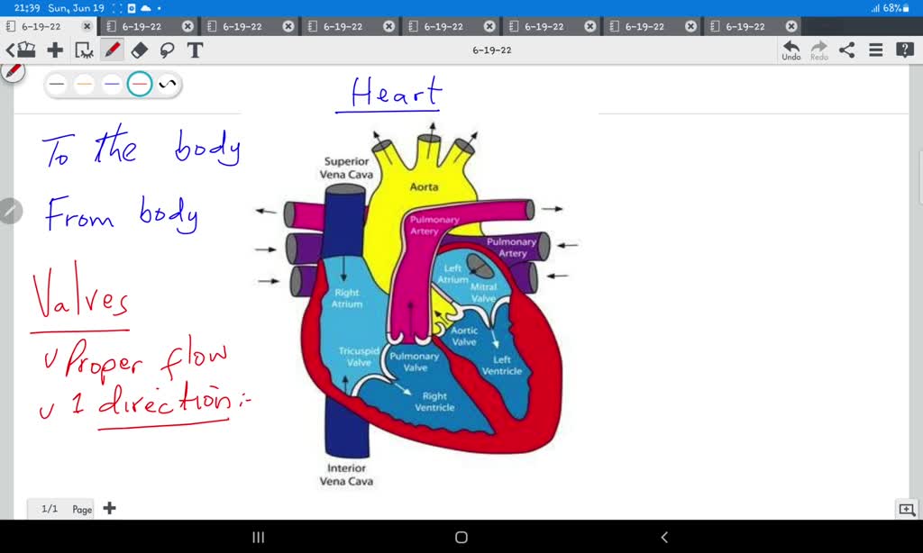 SOLVED: Why didn’t the greatest heart anatomist in history, Leonardo da ...