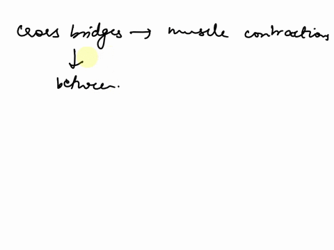 when-cross-bridges-form-during-muscle-contractions-cross-bridges-form-between-03693