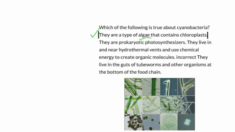 which-of-the-following-is-true-about-cyanobacteria-they-are-a-type-of-algae-that-contains-chloroplasts-they-are-prokaryotic-photosynthesizers-they-live-in-and-near-hydrothermal-vents-and-use-chemical-