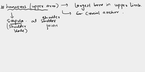 which-of-the-following-bones-in-the-human-arm-corresponds-to-the-femur-in-the-leg-a-radius-b-tibia-2-92934