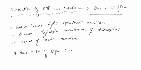explain-how-linear-electron-flow-during-the-light-reaction-generates-atp-and-nadph-85264