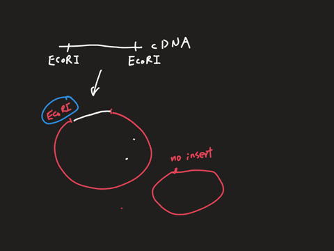 you-are-carrying-out-a-molecular-cloning-experiment-where-you-have-the-cdna-that-codes-for-the-protein-called-x-you-have-digested-the-cdna-with-ecori-ligated-it-to-a-plasmid-transformed-e-co-46293
