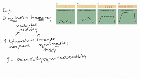 which-of-the-following-best-describes-what-happens-to-the-force-of-the-skeletal-muscle-contraction-when-stimulation-frequency-is-increased-a-as-stimulation-frequency-increases-the-force-of-m-47382