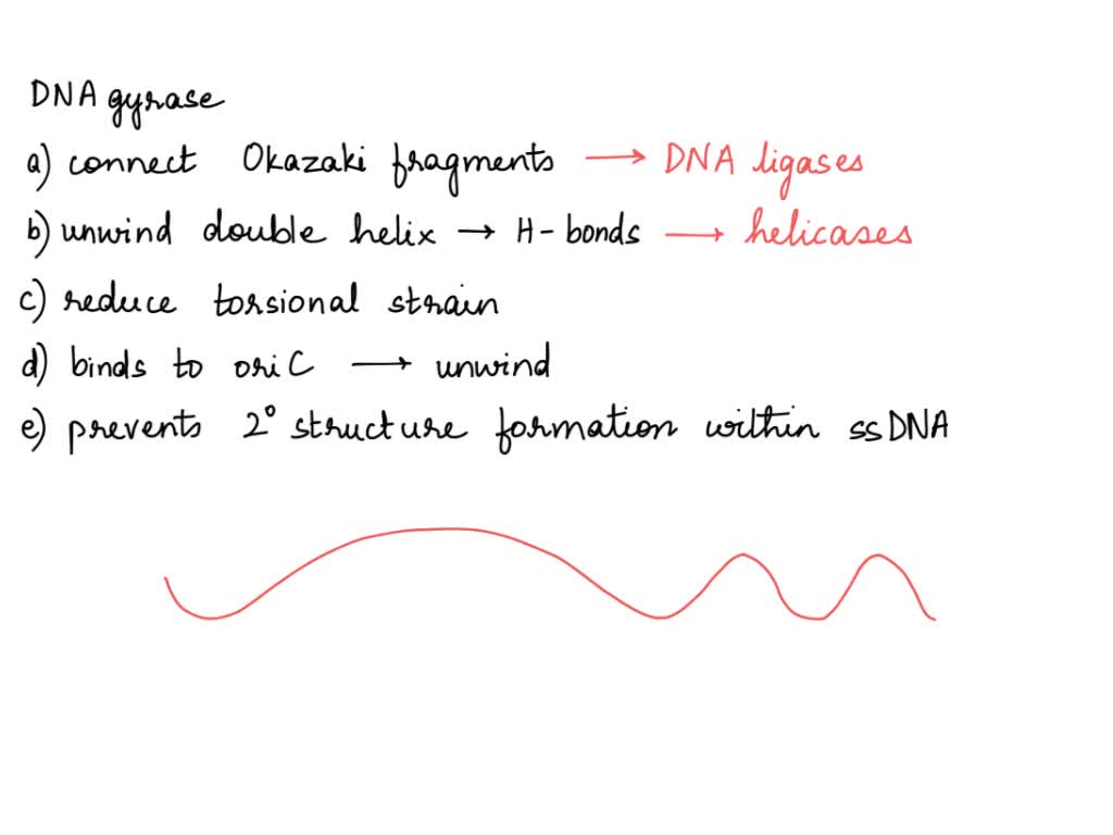 SOLVED What is the function of DNA gyrase? Group of answer choices a