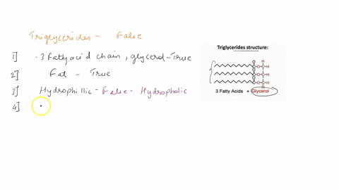 which-of-the-following-triglycerides-statements-regarding-triglyceride-molecules-is-false-consist-of-three-fatty-acids-attached-to-a-glycerol-molecule-triglycerides-are-type-of-fat-triglycer-03188