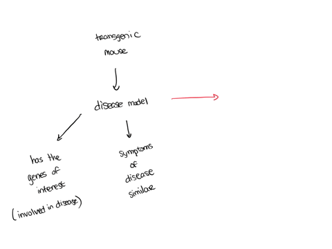 some-diseases-or-syndromes-have-been-modeled-in-mice-using-transgenic-techniques-however-for-some-of-these-models-drugs-that-seem-to-be-successful-in-treating-mice-in-regard-to-changing-thei-48908