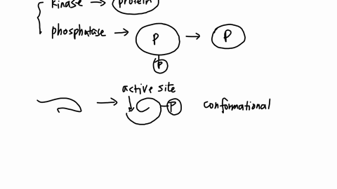 question-13-why-are-phosphorylation-and-dephosphorylation-reactions-commonly-used-to-regulate-signal-transduction-pathways-the-hydrolysis-of-bound-gtp-generates-gdp-which-can-change-the-activity-of-pr