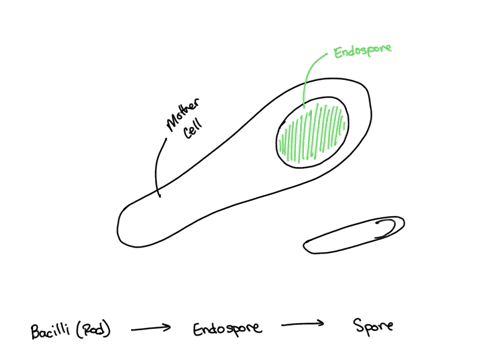 which-of-the-following-statements-is-true-endospores-are-easily-stained-in-a-gram-stain-a-cell-can-produce-many-endospores-endospores-are-for-reproduction-a-cell-produces-one-endospore-and-k-78047