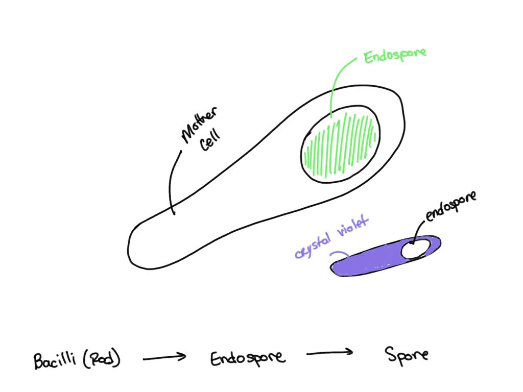 SOLVED Which of the following statements is true? Endospores are