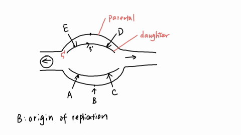 matching-observe-the-image-below-if-the-left-cnd-of-the-daughter-strand-indicated-by-the-arrow-ein-the-is-the-5-end-of-that-daughter-strand-then-identify-each-of-the-labels-by-matching-to-th-20013
