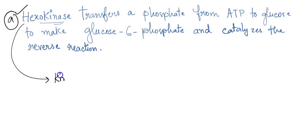 phosphorylation of glucose by hexokinase