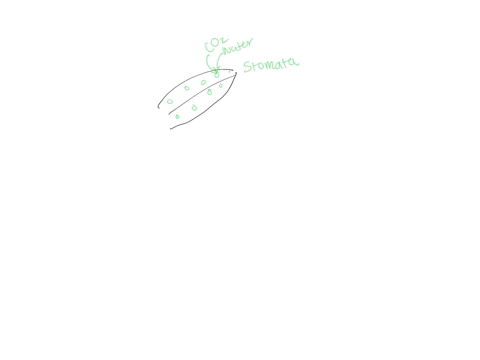 water-is-transpired-through-stomata-but-carbon-dioxide-also-must-pass-through-stomata-into-a-leaf-for-photosynthesis-to-occur-there-is-evidence-that-the-level-of-carbon-dioxide-in-the-atmosp-61349