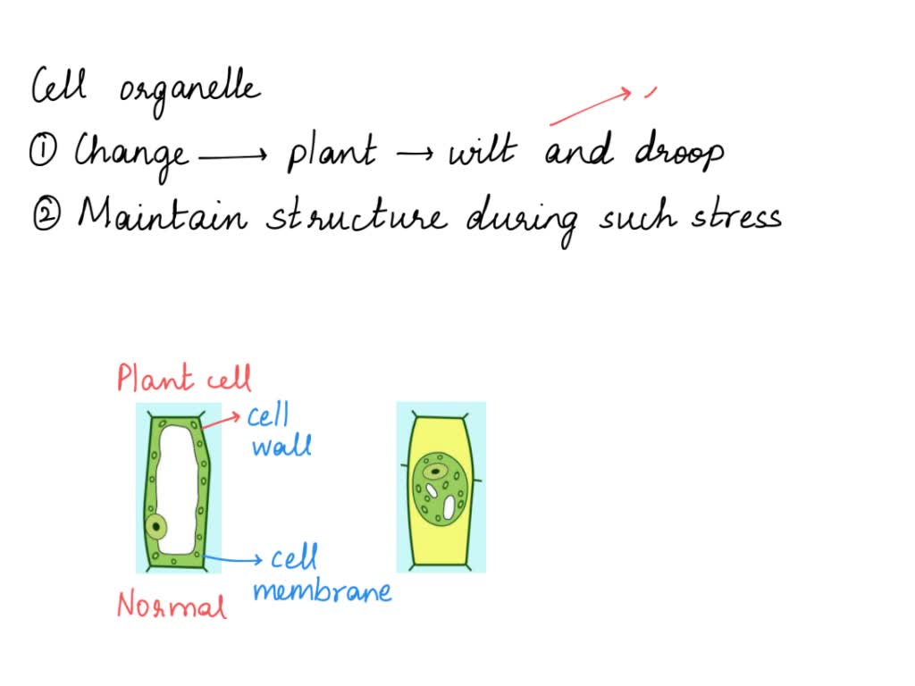 SOLVED Which cell organelle underwent a change that caused this plant to wilt and droop? Which