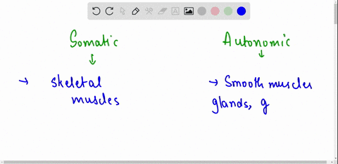 compare-the-somatic-and-autonomic-nervous-systems-relative-to-effectors-efferent-pathways-and-neurotransmitters-released-43748