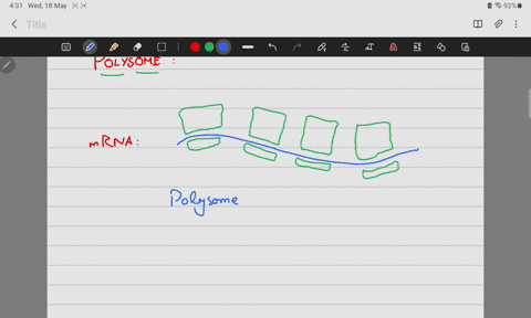 ail-of-the-following-statements-are-true-of-polysomes-except-polysomes-are-complexes-of-multiple-ribosomes-on-mrna-polysomes-are-found-in-both-eukaryotes-and-prokaryotes_-polysomes-increase-94072