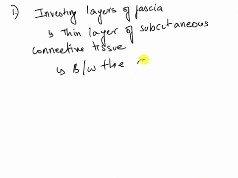 the-investing-layers-of-fascia-present-in-the-anterior-wall-are-located-a-between-the-muscles-b-deep-to-the-extraperitone3al-fat-c-anterior-to-the-muscles-d-superficial-to-te-superficial-fas-36512
