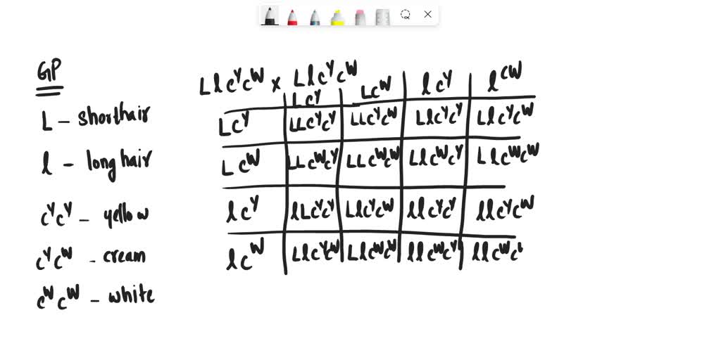 SOLVED: A dominant allele, L, specifies short hair in guinea pigs and ...