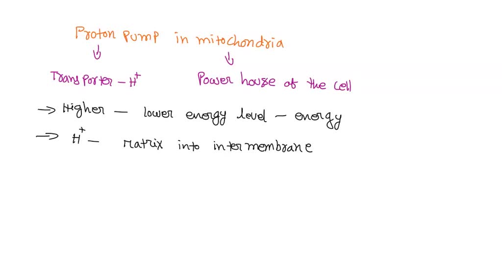 SOLVED: If you took a drug that blocked proton (H+) pumps in the ...