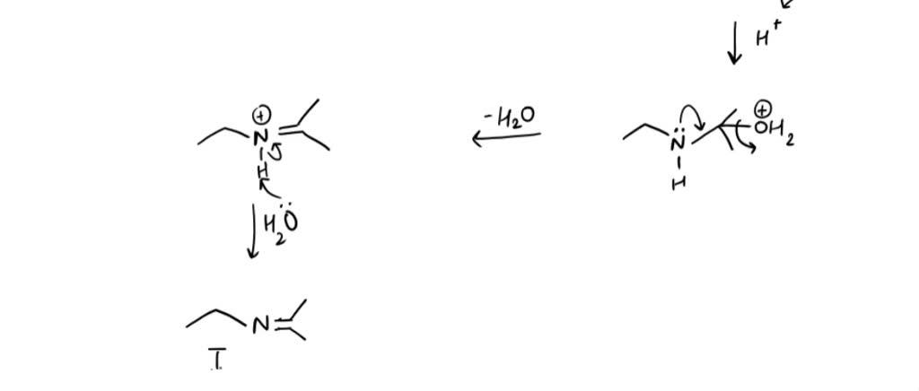 SOLVED: Primary and secondary amines react with aldehydes and ketones ...