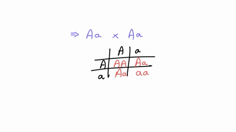 family-of-four-children-the-binomial-4-if-both-parents-have-the-genotype-aa-and-ifthey-produce-phenotypic-combinations-cxpansiom-shows-the-probabilities-of-obtaining-families-of-differen-122-48284