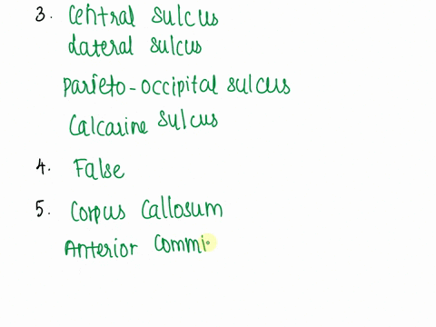 18convolutioncontoursfolds-in-the-brain-which-increases-sa-are-known-as-19-name-the-5-lobes-of-the-cerebral-hemispheresname-the-major-cortices-in-each-of-them-list-the-functions-for-each-lob-65184