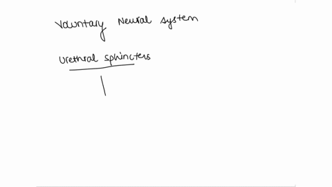 question-26-which-of-the-following-events-is-under-voluntary-neural-control-relaxation-of-the-external-urethral-sphincter-contraction-of-the-internal-urethral-sphincter-relaxation-of-the-int-79353
