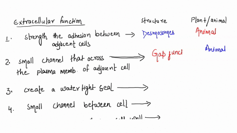 extracellular-function-structure-plant-or-animal-membrane-protein-complexes-that-strengthen-the-adhesion-betwcen-adjacent-cells-like-nivets-to-protect-against-pulling-forces-plasmodesmata-de-95272
