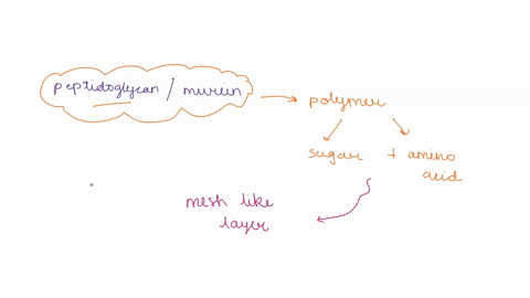 gram-positive-and-gram-negative-cells-are-both-kinds-of-bacteria_-prokaryotes-these-cells-are-the-two-major-subtypes-of-gram-positive-and-gram-negative-cells-both-contain-peptidoglycan-what-60866