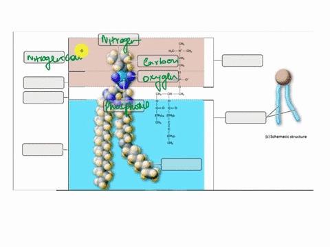 hi-please-help-me-label-this-diagram-thank-you-art-labeling-activity-lipids-structure-of-phospholipids-4-of-13-drag-the-appropriate-labels-to-their-respective-targets-reset-help-hydrogen-gly-31576