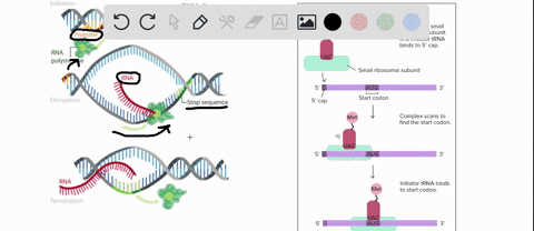 test-your-knowledge-question-2-estim-2-identify-each-process-description-as-belonging-to-initiation-elongation-or-termination-protein-is-built-one-amino-acid-at-a-time-until-mrna-reads-stop-22172