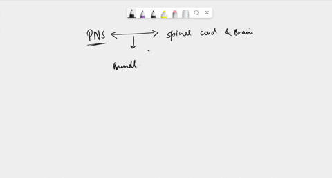 bundles-of-axons-that-connect-the-peripheral-nervous-system-to-the-brain-and-spinal-cord-are-called-_____-10849