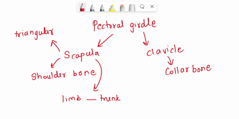 name-and-describe-the-major-bones-of-the-upper-limb-40365