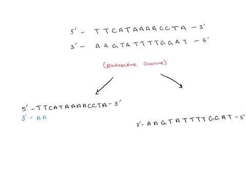 below-you-have-the-sequence-of-both-strands-of-a-particular-dna-segment-5-t-t-c-a-t-a-a-a-a-c-c-t-a-3-3-a-a-g-t-a-t-t-t-t-g-g-a-t-5-so-lets-say-that-you-decided-to-artificially-replicate-thi-50788