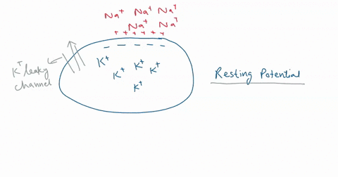 the-electrochemical-gradient-for-1-k-favours-the-passive-diffusion-of-k-ions-into-cell-2-na-is-used-to-drive-the-active-transport-of-k-ions-against-its-electrochemical-gradient-3-na-drives-p-33794