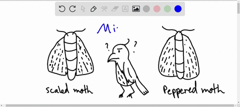 a-population-of-peppered-moth-is-found-in-a-community-in-eastern-europe-after-1000-years-within-this-same-community-a-new-species-of-moth-named-the-scaled-moth-has-arisen-the-two-species-loo-91815
