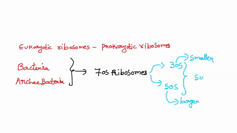 compared-to-eukaryotic-ribosomes-bacterial-ribosomes-are-a-smaller-but-more-dense-and-80-s-type-b-larger-but-less-dense-and-80-s-type-c-smaller-70-s-type-with-smaller-30-s-and-large-50-s-sub-88555