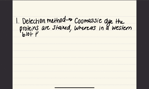 why-are-there-more-bands-shown-in-a-coomassie-dye-than-in-a-western-blot