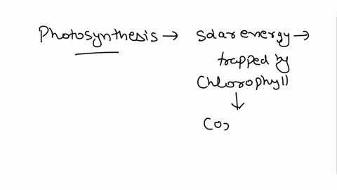 what-is-photosynthesis-explain-the-process-of-photosynthesis-in-the-plants-86814