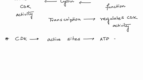 which-of-these-mechanisms-does-not-regulate-the-acitivity-of-cyclin-dependent-kinases-cdk-a-changes-in-cyclin-genes-transcription-b-binding-of-cdk-activators-c-cdk-subunits-phosphorylation-d-64347