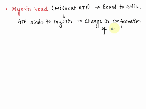 during-the-cross-bridge-cycle-in-muscle-cells-myosin-motors-hydrolyze-atp-as-fuel-to-create-a-pulling-force-on-actin-fibers-please-describe-howthe-myosin-motor-undergoes-different-steps-of-a-10075