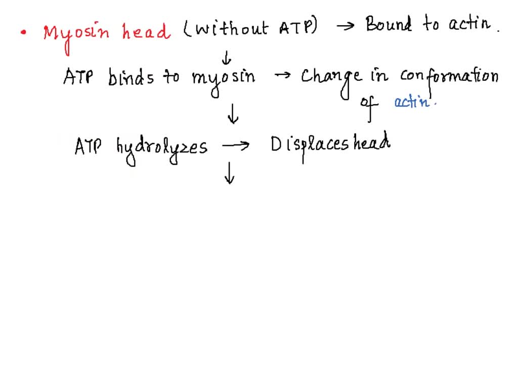 SOLVED: During the cross-bridge cycle in muscle cells, myosin motors ...