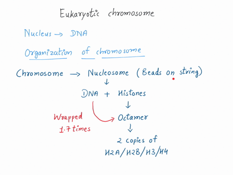 please-answer-asap-describe-the-organization-of-the-eukaryotic-chromosome-50283
