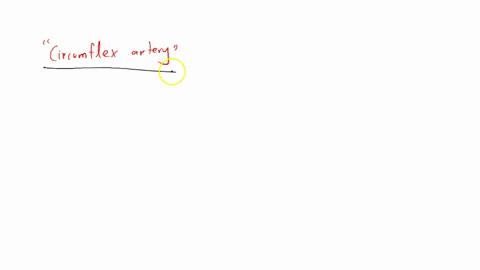 which-coronary-artery-is-most-responsible-for-supplying-blood-to-the-myocardial-tissue-of-the-left-atrium-o-posterior-interventricular-artery-o-circumflex-artery-anterior-interventricular-artery-right