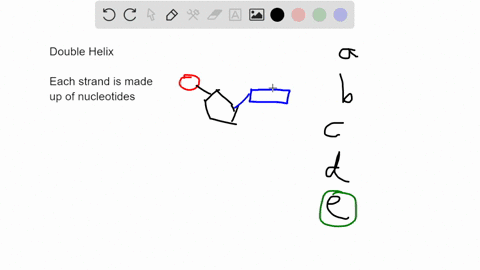 the-two-strands-of-dna-in-the-double-helix-are-held-together-by-______________-hydrogen-bonds-between-phosphate-residues-of-each-strand-covalent-bonds-between-the-bases-on-each-strand-covale-67573