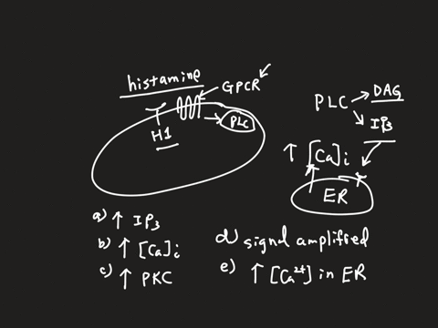 when-histamine-binds-to-its-h1-receptors-it-activates-a-g-protein-coupled-receptor-associated-with-phospholipase-c-plc-based-on-this-information-which-of-the-following-would-you-not-expect-when-histam